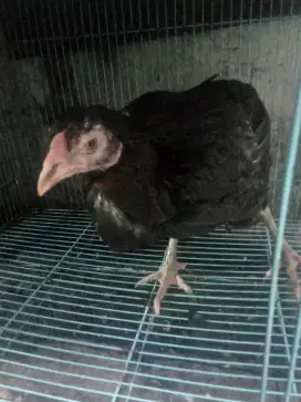 Jual borongan ayam kampung betina,burung puter sepasang & manyar mas