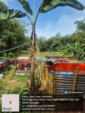Jual tanah kebun di Cariu