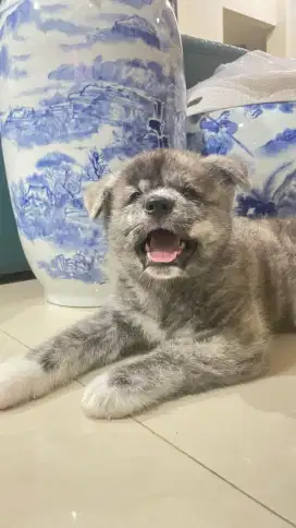 Japanese Akita Puppy  - Kie Roche Kennel - Gading Serpong