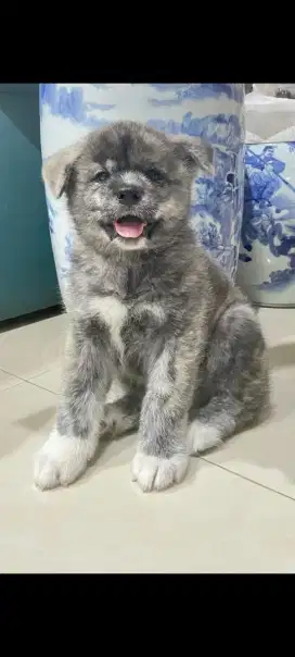 Japanese Akita Puppy  - Kie Roche Kennel - Gading Serpong
