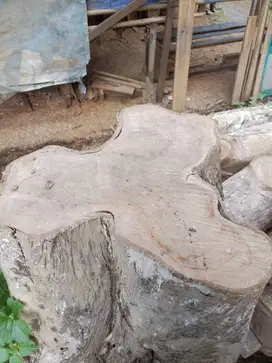 Jual Kayu Jati Glondongan