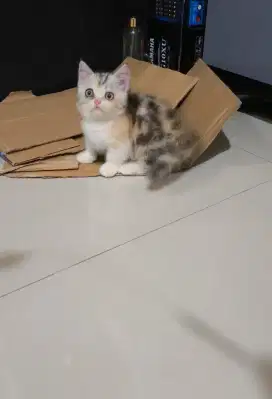 Munchkin calico