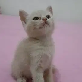 Jual kitten ada jantan dan betina