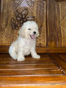 Poodle puppy apricot