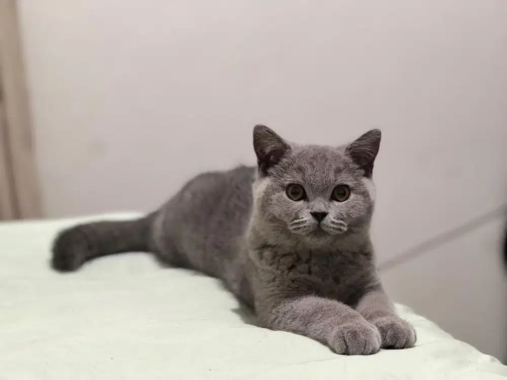 Kucing BSH British Short Hair Blue Solid
