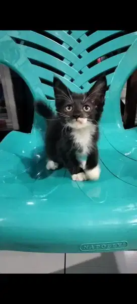Pure Mainecoon jantan