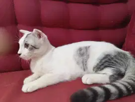 Open adopt anakan kucing Scottish Fold Medium Jantan 4 bln