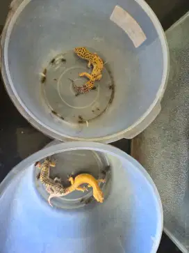 Jual borongan 3 gecko dan 1 kurakura