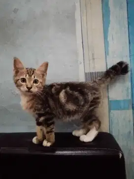 kucing mixdom persia