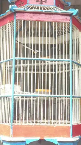 Murai betina siapan ekor 14.5cm