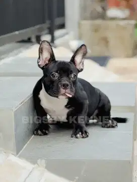 Exotic micro bully jantan american male anakan anjing puppy sultan
