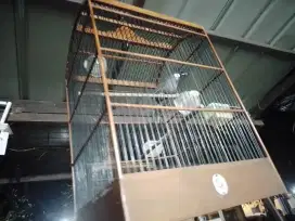 Burung Poksay hongkong gavor