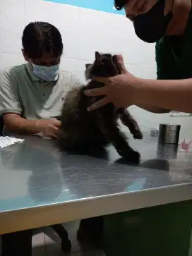 Kucing Persia Betina