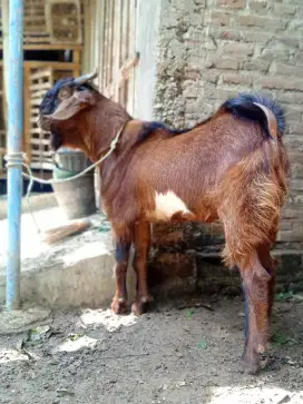 Kambing Jawa gemuk