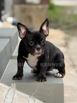 Exotic micro bully betina puppy anakan anjing american female sultan