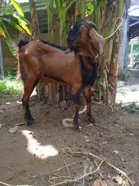 Kambing Jawa qurban