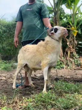 Kambing qurban poel