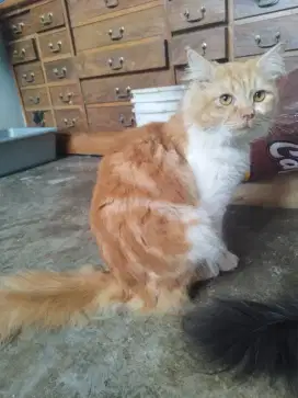 Kucing mainecoon persia jantan