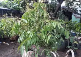 MENJUAL BERBAGAI JENIS POHON BUAH