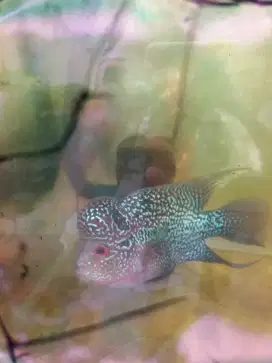 Ikan lohan srd uk 4 jari..