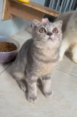 Kitten Bsh x Scottis Silver Betina