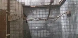Murai batu sepasang produk