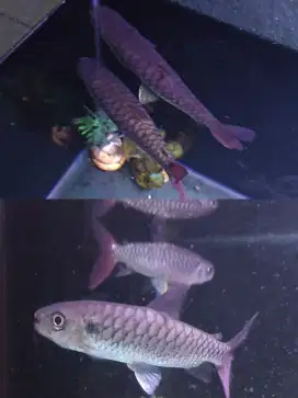 Ikan Pink Taill