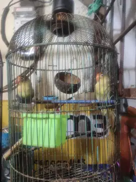 INDUKAN LOVEBIRD RESMI - PB EUWING X PB VIOLET