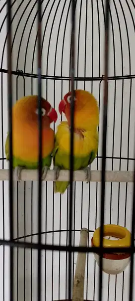 Dua Lovebird betina prospekan