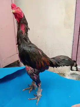 Ayam bulbi ukuran besar