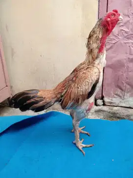 Ayam bulbi ukuran big