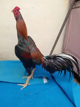Ayam Mangon Silangan Bangkok