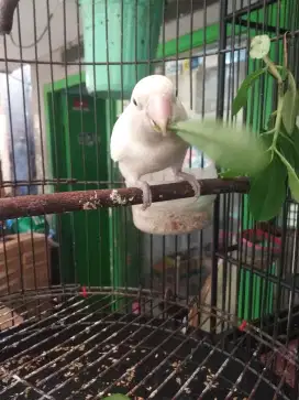 Lovebird Albino Jantan Siapan Lumayan ngekek