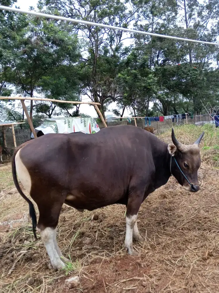 MENJUAL HEWAN QURBAN SAPI BIMA SUPER BERKUALITAS
