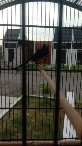 Murai batu jantan