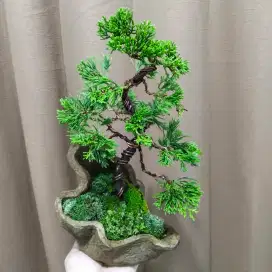 Bonsai cemara sinensis