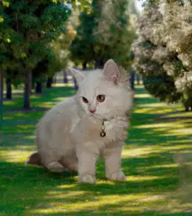 Open adop kitten persia umur 4 bln