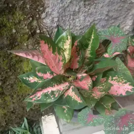 Aglonema bigroy