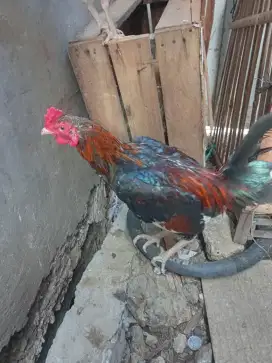 Ayam Bangkok x mangon
