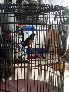 Murai batu hutan mapan rawatan lama, jual 1.300.000 fs