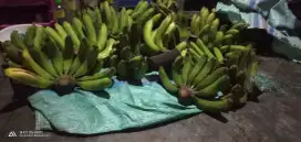 pisang kavendis