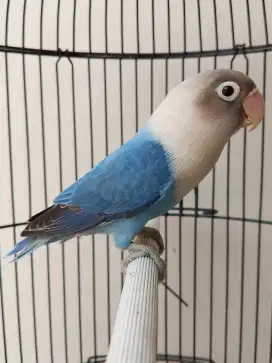 Burung lovebird betina cantik biola blue jooosss