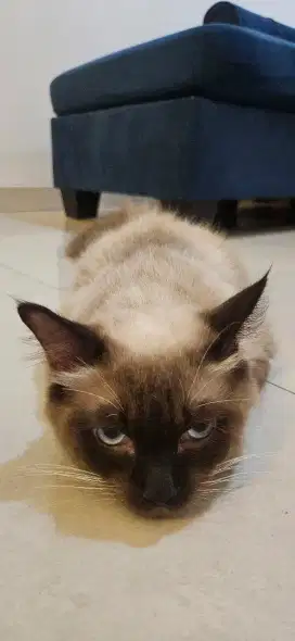 Pacak kucing himalayan
