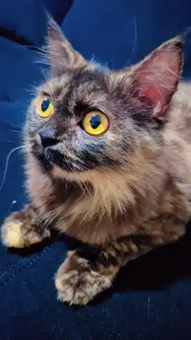 Kucing maine coon mix