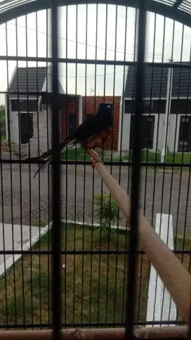 Burung murai jantan