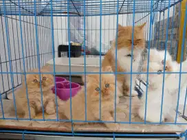 Kitten flatnose longhair usia 2bulan