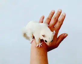 Sugar Glider leu jantan