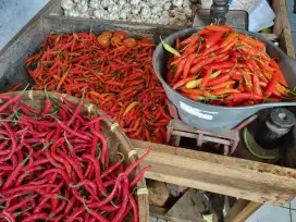 Lombok merah segar