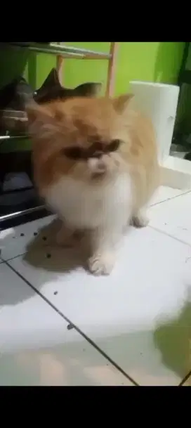 Kucing peaknose betina