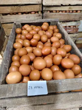 Karyawan toko telur